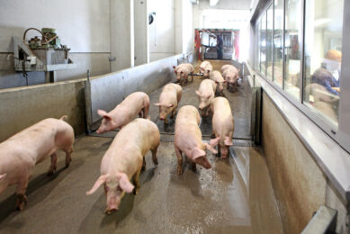 Pigs that have just arrived at a slaughter plant. Photo: Fotostudio Atelier 68