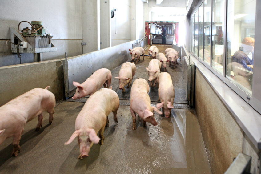 Pigs that have just arrived at a slaughter plant. Photo: Fotostudio Atelier 68