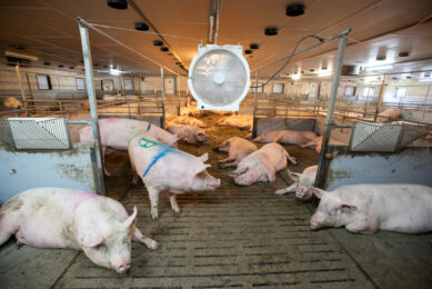A fan can help pigs to cool down during the hot months. Photo: Hans Banus