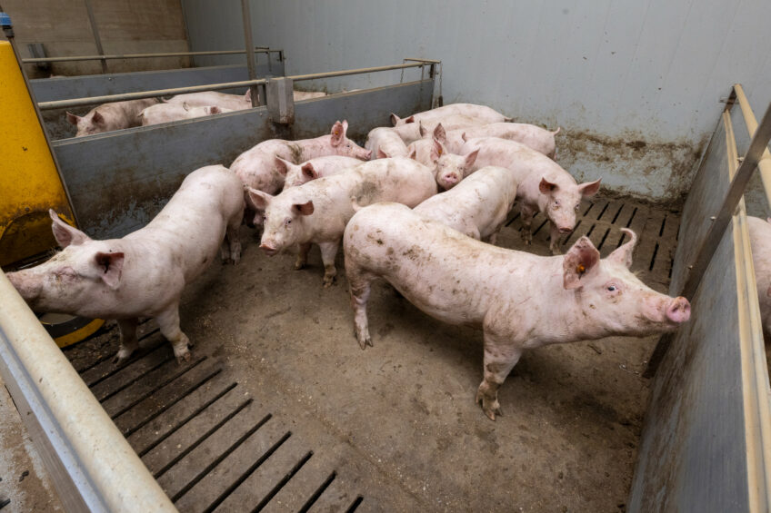 A group of finisher pigs in a pen with a clear division between slatted and non-slatted floor. Photo: Koos Groenewold