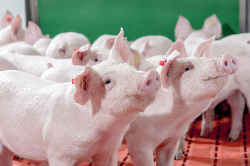 The growing evidence and a deeper understanding of phytogenics are enhancing our ability to tackle post-weaning challenges, particularly during the critical first 14 days after weaning by promoting feed intake and supporting growth. Photo: Cargill
