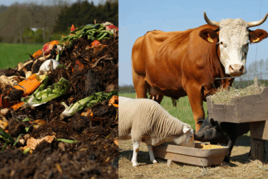 Turning organic waste into valuable animal feed ingredients