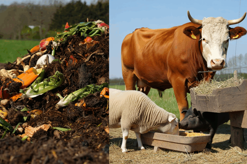 Turning organic waste into valuable animal feed ingredients