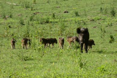 Wild boar are a source of infection. Photo: Jan Vullings