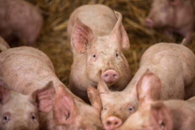 A large share of lifetime feed intake occurs in finishing, so the more tonnes handled, the greater the chance of a contamination or recontamination event. Photo: Anitox