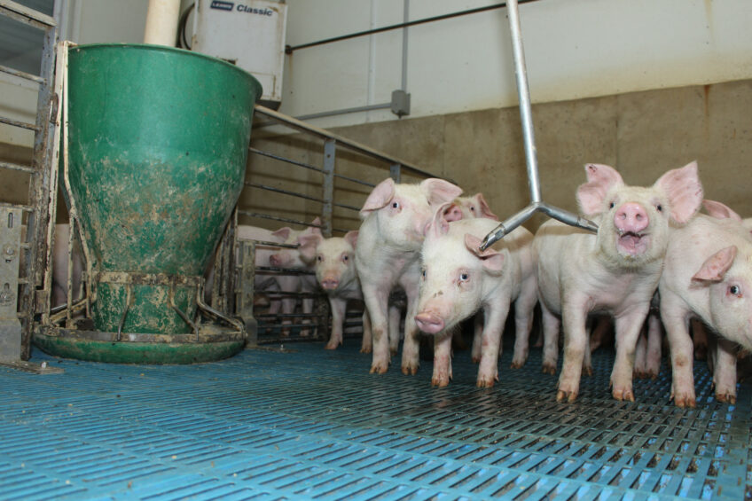Gauging the carbon footprint of feeding pigs in the US
