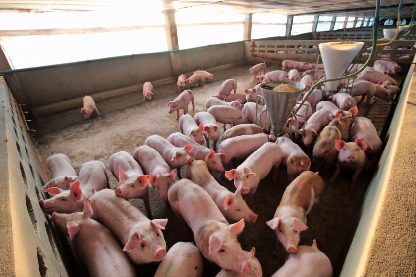Finisher pigs on a farm in Prachinburi province, Thailand. Photo: Vincent ter Beek