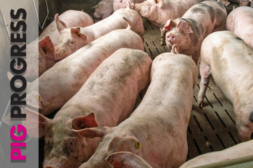 ASF vaccine and automatic feeding in Pig Progress 9