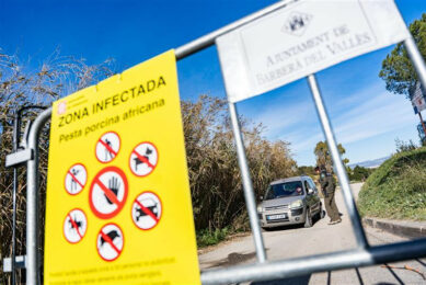 Over the last weeks, Spanish authorities have closed certain areas near Barbera del Valles, near Barcelona where ASF was found amongst the wild boar population. Photo: Marc Asensio | NurPhoto | ANP 