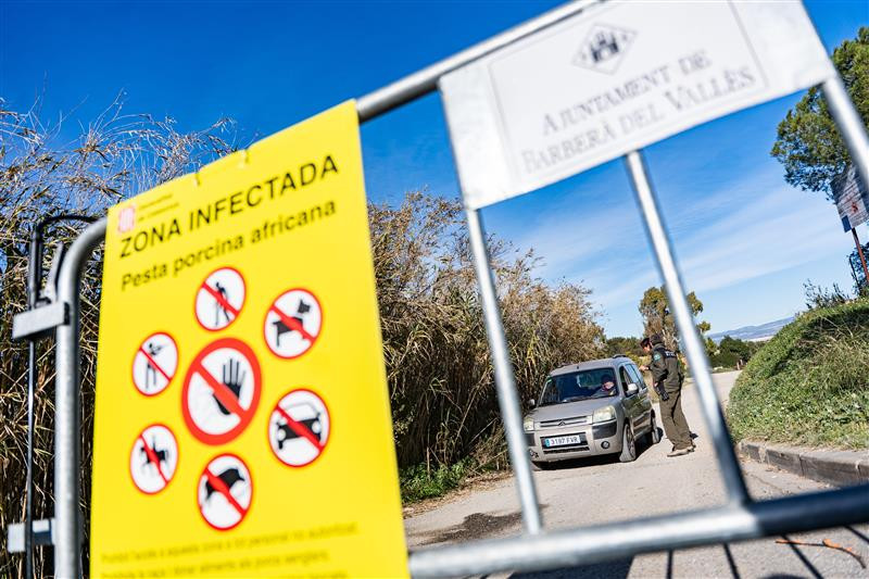 Over the last weeks, Spanish authorities have closed certain areas near Barbera del Valles, near Barcelona where ASF was found amongst the wild boar population. Photo: Marc Asensio | NurPhoto | ANP 