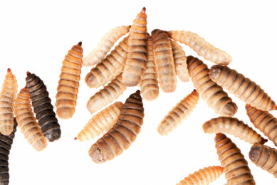 Black soldier fly larvae. Photo: Shutterstock