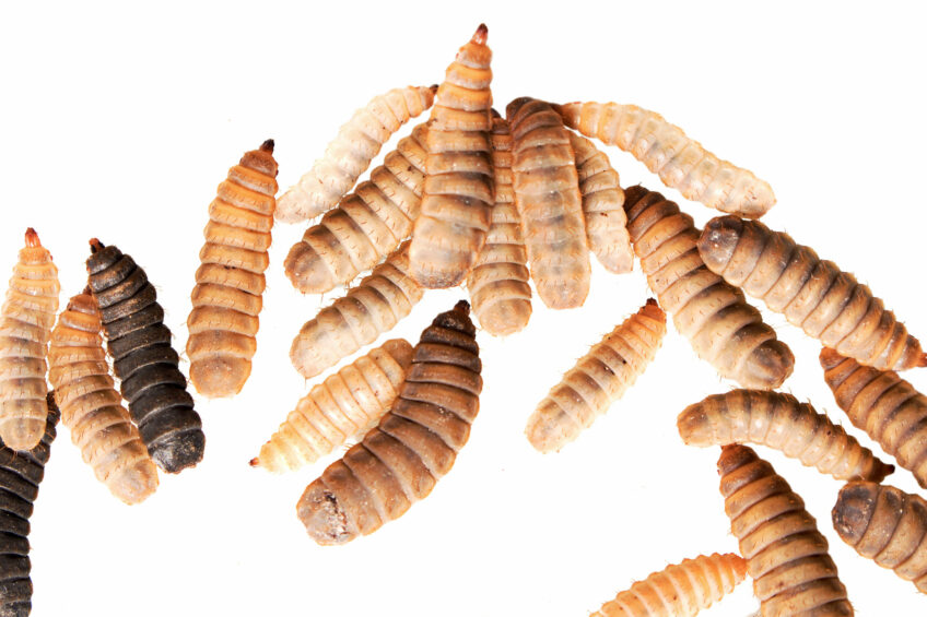 Black soldier fly larvae. Photo: Shutterstock