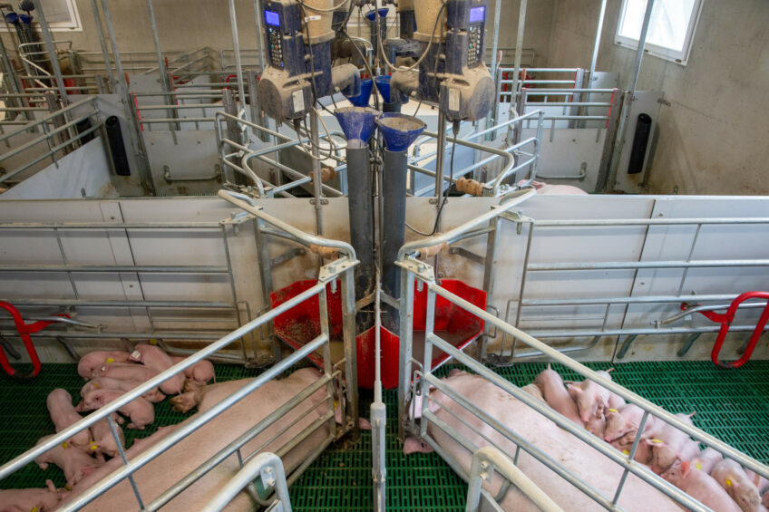 The loose farrowing pens at Earl Dartois farm can be opened 4 days post-farrowing at the latest. Photos: Twan Wiermans