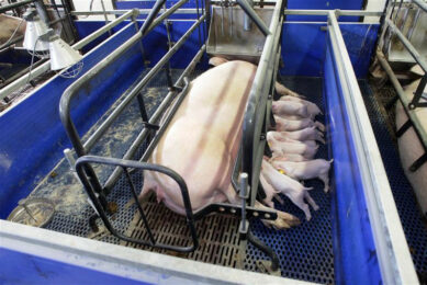 A sow and piglets in a pen with a farrowing crate, photographed in Russia. Photo: Henk Riswick