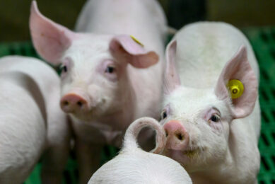 Piglets on a farm in North-Rhine Westphalia state, Germany. Photo: Frank Uylenbroek