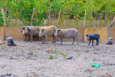 A backyard farm in Porto, in the northern state of Piauí. Photo: Sada