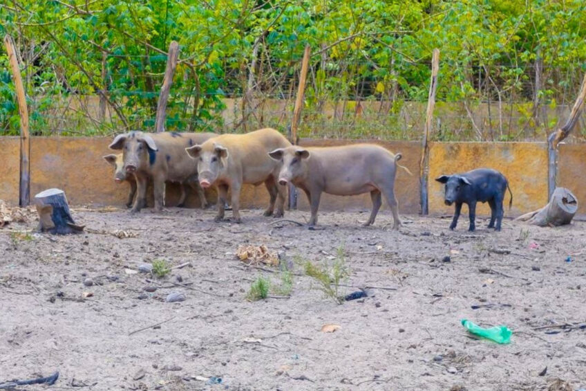 A backyard farm in Porto, in the northern state of Piauí. Photo: Sada