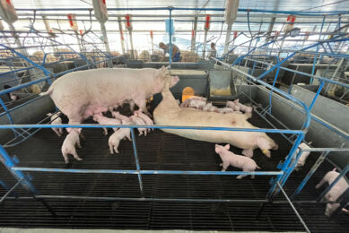 {Sows and piglets on a farm in Brazil. Photo: Daniel Azevedo