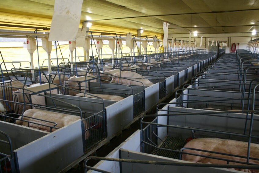 Sows in a farm in the Brazilian state Paraná. Under the EU-Mercosur treaty, 25,000 tons of pork can be brought into the EU under a reduced tariff. Photo: Vincent ter Beek