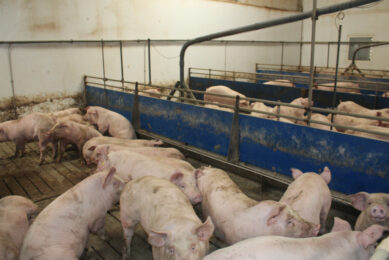 Finisher pigs in a barn in Ireland, not related to this research. Photo: Vincent ter Beek