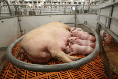Sow and piglets are calmly resting in this pen with a maternity ring. Photos: Vincent ter Beek