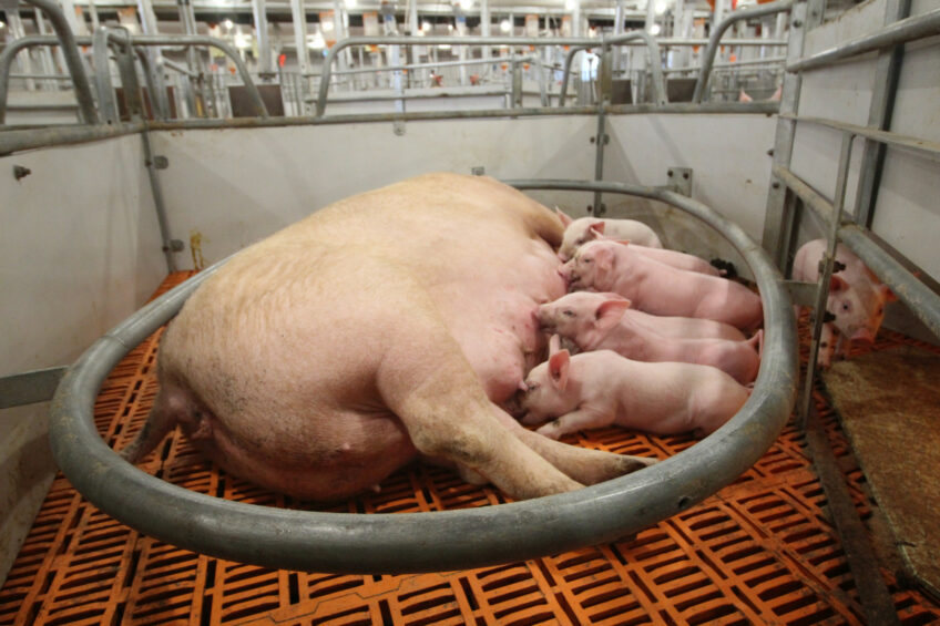 Sow and piglets are calmly resting in this pen with a maternity ring. Photos: Vincent ter Beek