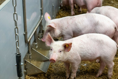 While pigs continue to feed and production remains high worldwide, market analyst John Strak points to a clear downturn in the global price cycle. An image that reflects a sector entering 2026 with falling margins and growing uncertainty. Photo: Cor Salverius