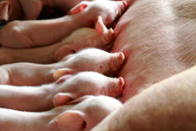 Enhancing immunity and productivity in livestock