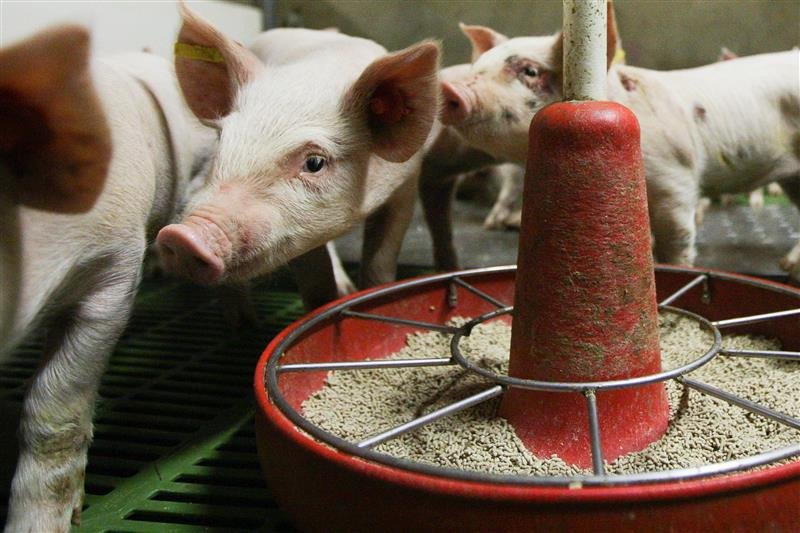 Piglets at a farm in Lleida, north of Barcelona. Photo: Ronald Hissink