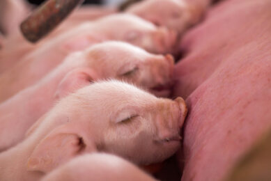 By maintaining adequate feed intake, producers help sows preserve body condition, sustain milk production, and support reproductive performance, ultimately promoting more vigorous and faster-growing litters. Photo: Shutterstock