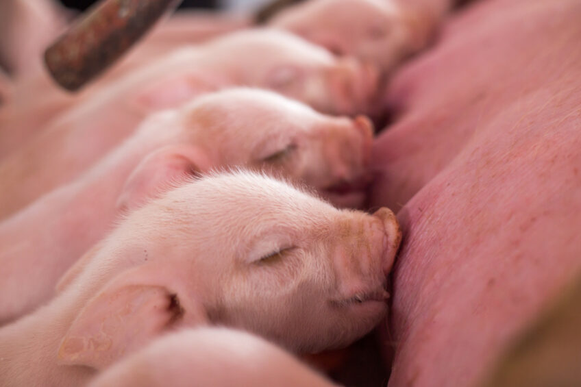 By maintaining adequate feed intake, producers help sows preserve body condition, sustain milk production, and support reproductive performance, ultimately promoting more vigorous and faster-growing litters. Photo: Shutterstock