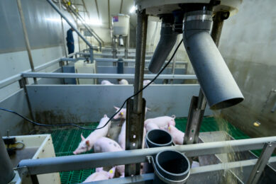 Weaners forage