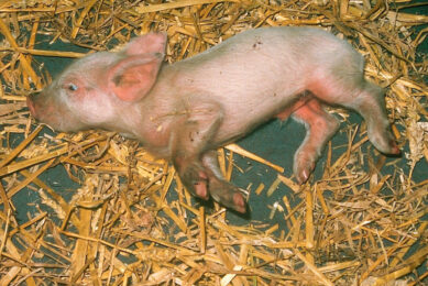 Piglet with Aujeszky's Disease (not related to the case in Hungary). Photo: Tan Tao, Marika Genzow & Carlo Maala 
