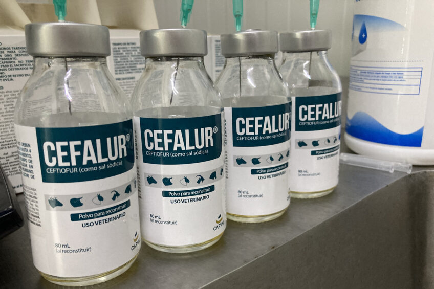 Antibiotic use drops sharply in Canada’s chicken sector