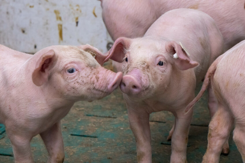 {How to make sure that all pigs will grow economically even when the markets are adverse? Photo: Koos Groenewold}