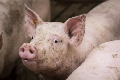 Estonia's level of self-sufficiency in pork has dropped to 50%. Photo: Koos Groenewold