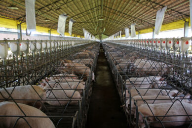 Gestating sows on a farm in Paraná state, Brazil. Photo: Vincent ter Beek