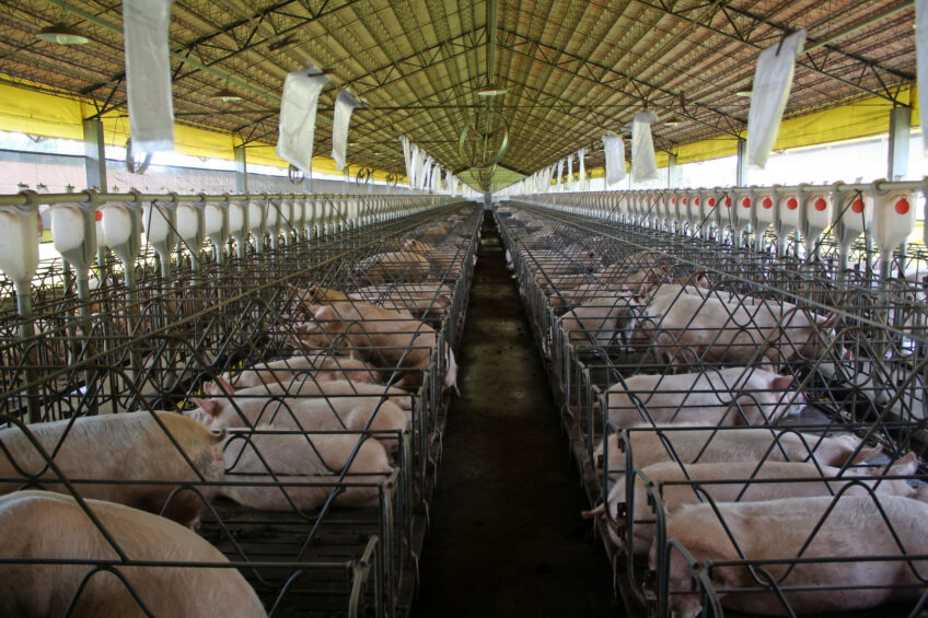Gestating sows on a farm in Paraná state, Brazil. Photo: Vincent ter Beek