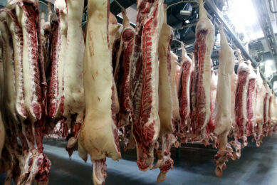 Pig carcasses in a chilled room. Photo: Bert Jansen