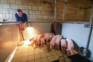A chewing rope is a method to obtain insights in the PRRS status of a herd. Photo: Bert Janssen