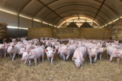 Some the weaner pigs will be finished at Roseworthy, in ecoshelters. Photos: Vincent ter Beek