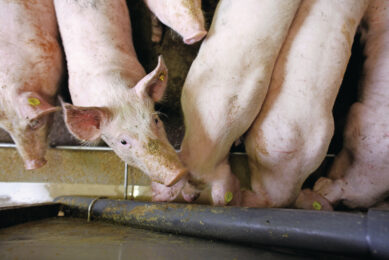 Feed can be a source of PRRSv. Photo: Hans Prinsen