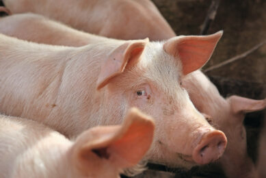 For sows, more is not always better when it comes to trace minerals. Photo: Shutterstock
