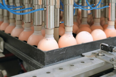 Some studies have shown that providing nanoparticles in-ovo is more effective than postnatal introduction of feed to growing chickens. Photo: Ruud Ploeg.