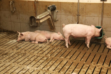 Finisher pigs on a farm in Germany. Photo: Henk Riswick