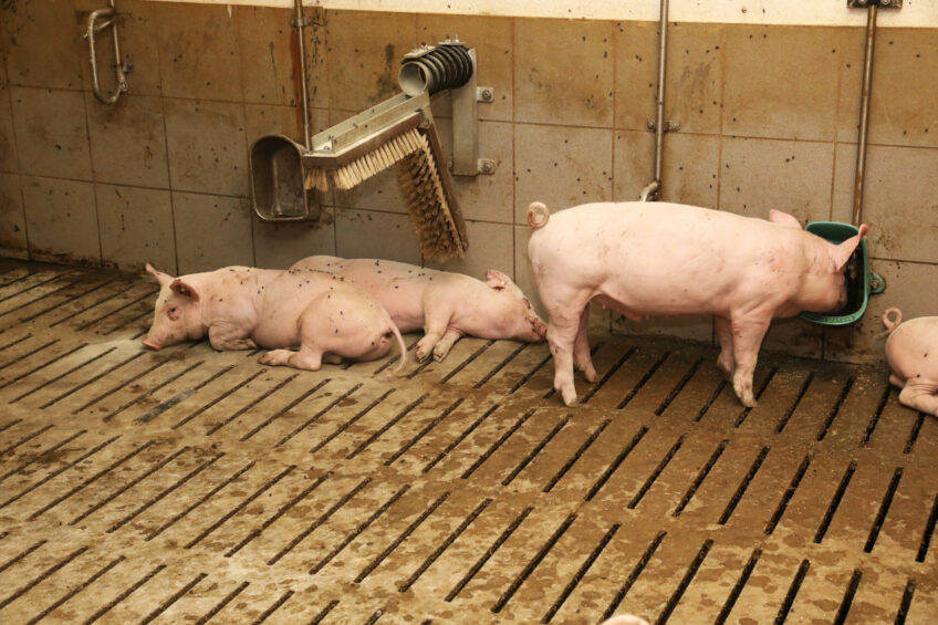 Finisher pigs on a farm in Germany. Photo: Henk Riswick