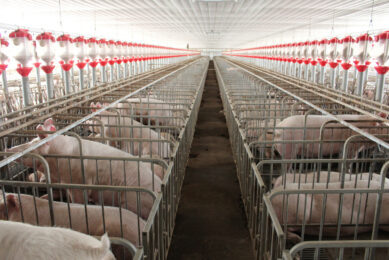 Sows in a commercial farm in Luzon. Photo: Vincent ter Beek
