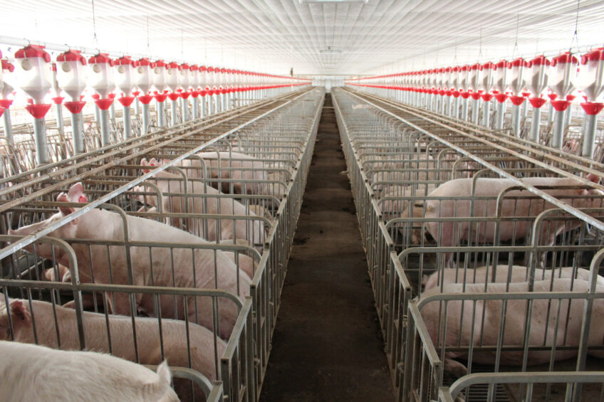 Sows in a commercial farm in Luzon. Photo: Vincent ter Beek
