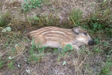 Dead wild boar due to ASF, found in a forest in the Czech Republic. Photo: Czech State Veterinary Authority