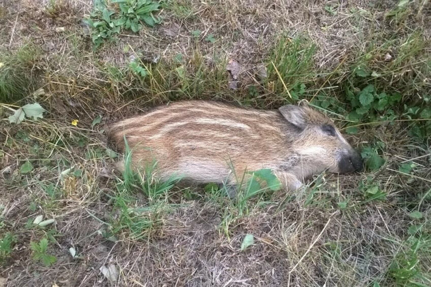Dead wild boar due to ASF, found in a forest in the Czech Republic. Photo: Czech State Veterinary Authority